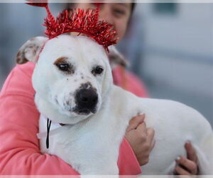 American Pit Bull Terrier-Unknown Mix Dogs for adoption in Martinez, CA, USA