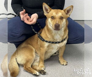 Carolina Dog Dogs for adoption in Washington, DC, USA