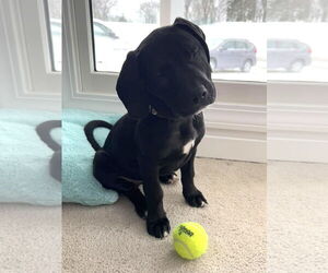 Basset Hound-Labrador Retriever Mix Dogs for adoption in LAKE ST LOUIS, MO, USA