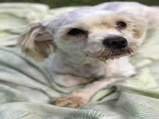 Maltese Dogs for adoption in Lacombe, LA, USA