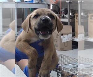 American Pit Bull Terrier-Unknown Mix Dogs for adoption in Pasadena, TX, USA