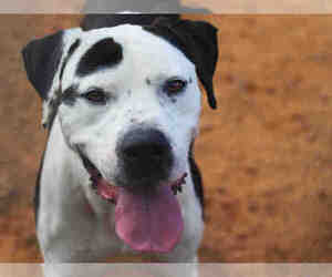 Medium Photo #1 Labrador Retriever-Treeing Walker Coonhound Mix Puppy For Sale in Tallahassee, FL, USA