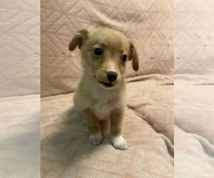 Dachshund-Unknown Mix Dogs for adoption in Anchorage, AK, USA