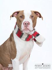 American Pit Bull Terrier Dogs for adoption in Franklin, TN, USA