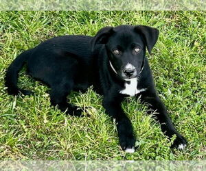 Borador Dogs for adoption in Lakewood, CO, USA