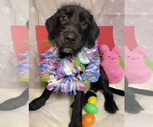 Cocker Spaniel-Poodle (Miniature) Mix Dogs for adoption in Hillsboro, MO, USA