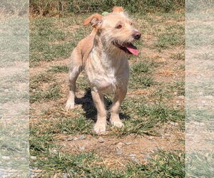 Mutt Dogs for adoption in Thomasville, NC, USA