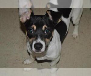 Rat Terrier Dogs for adoption in Olathe, KS, USA