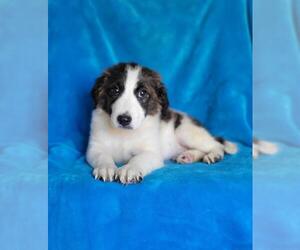 Collie-Unknown Mix Dogs for adoption in Newark, DE, USA