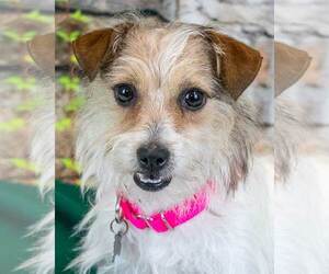 Mutt Dogs for adoption in Kennesaw, GA, USA