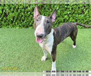 Bull Terrier Dogs for adoption in West Palm Beach, FL, USA