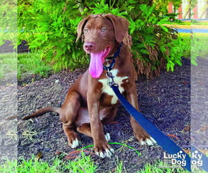 Labrador Retriever-Retriever  Mix Dogs for adoption in Washington, DC, USA
