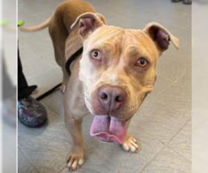 American Pit Bull Terrier-Staffordshire Bull Terrier Mix Dogs for adoption in Princeton, MN, USA