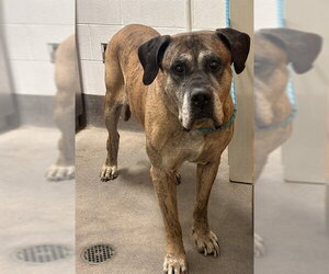 Mastiff Dogs for adoption in Forestville, MD, USA