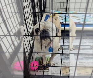 Pug Dogs for adoption in Mukwonago, WI, USA