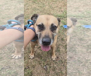 Mutt Dogs for adoption in Jackson, MS, USA