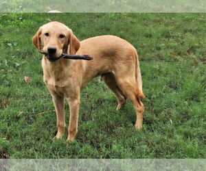 Labrador Retriever Dogs for adoption in Murrells Inlet, SC, USA