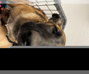 German Shepherd Dog-Unknown Mix Dogs for adoption in HESPERIA, CA, USA