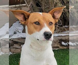Basenji Dogs for adoption in Albuquerque, NM, USA