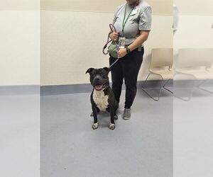 American Pit Bull Terrier Dogs for adoption in Louisville, KY, USA