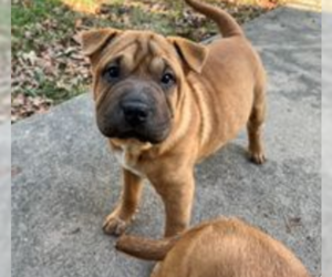 Chinese Shar-Pei Dogs for adoption in Maple Grove, MN, USA