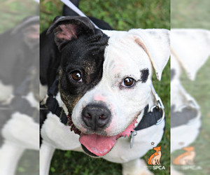 American Bulldog-Unknown Mix Dogs for adoption in Roanoke, VA, USA
