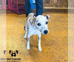 Jack Russell Terrier Dogs for adoption in Mount Juliet, TN, USA