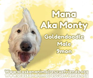 Labradoodle Dogs for adoption in Anchorage, AK, USA