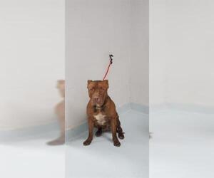 American Pit Bull Terrier Dogs for adoption in Pasadena, TX, USA