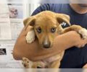 Texas Heeler-Unknown Mix Dogs for adoption in Visalia, CA, USA