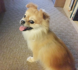 Pomeranian Dogs for adoption in Alexandria, VA, USA