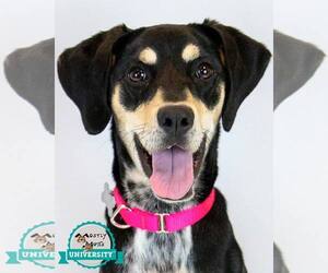 Mutt Dogs for adoption in Kennesaw, GA, USA