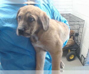 Mastiff Dogs for adoption in San Bernardino, CA, USA