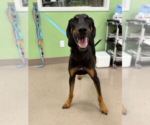 Black and Tan Coonhound Dogs for adoption in La Porte, IN, USA
