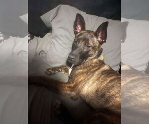 Mutt Dogs for adoption in Germantown, OH, USA