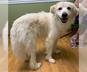Great Pyrenees Dogs for adoption in Mount Airy, NC, USA