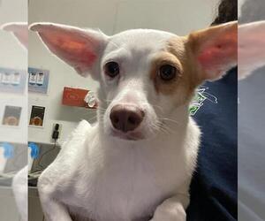 Chihuahua-Unknown Mix Dogs for adoption in Bakersfield, CA, USA