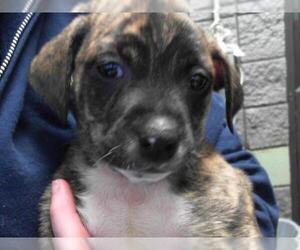 Labrador Retriever-Unknown Mix Dogs for adoption in Tulsa, OK, USA