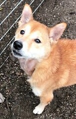 Shiba Inu Dogs for adoption in Nashville, TN, USA
