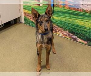 Mutt Dogs for adoption in Moreno Valley, CA, USA