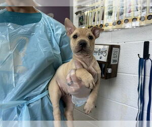 Mutt Dogs for adoption in Raleigh, NC, USA
