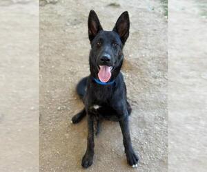- Mix Dogs for adoption in Riverside, CA, USA