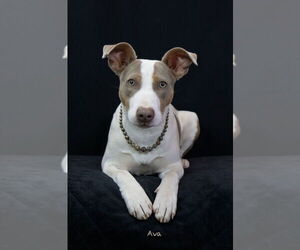 Mutt Dogs for adoption in Hot Springs Village, AR, USA