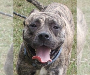Presa Canario-Unknown Mix Dogs for adoption in Richmond, VA, USA