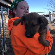 Mutt Dogs for adoption in Chinook, MT, USA