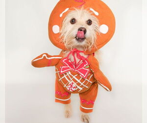 Cairn Terrier-Unknown Mix Dogs for adoption in phoenix, AZ, USA