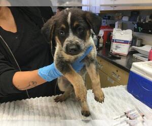 Mutt Dogs for adoption in Sebec, ME, USA