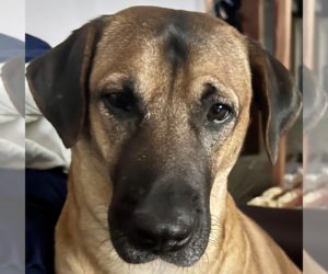 Mastiff-Unknown Mix Dogs for adoption in San Ramon, CA, USA