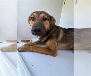 German Shepherd Dog-Unknown Mix Dogs for adoption in Houston, TX, USA