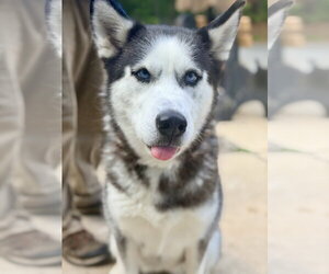 Siberian Husky Dogs for adoption in Jackson , NJ, USA